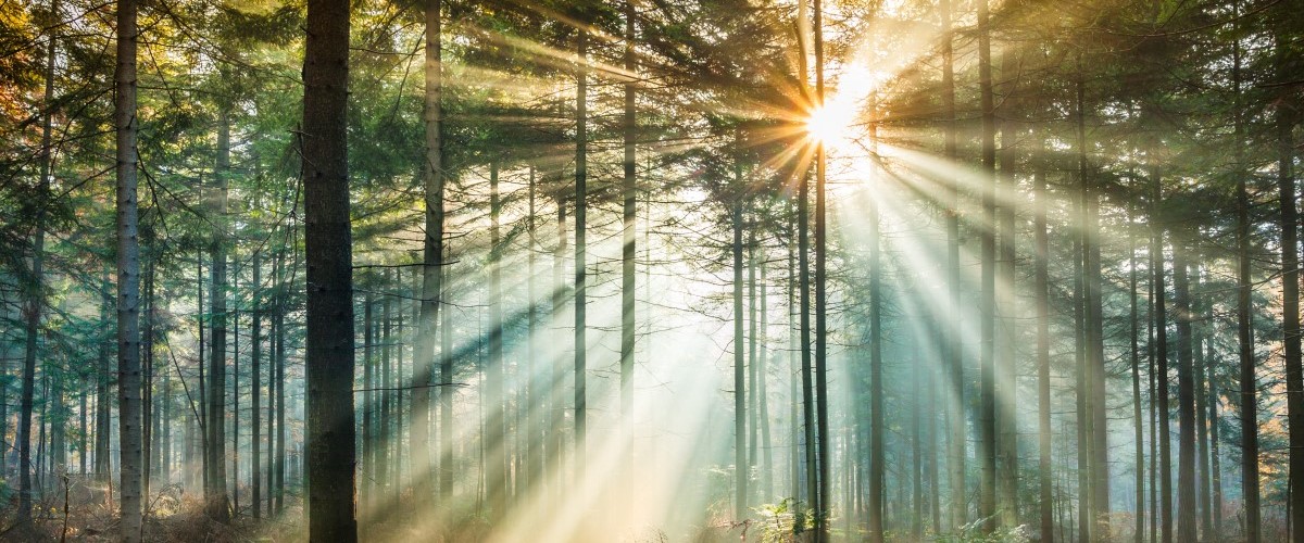 Sunshine rays coming through a forest. 