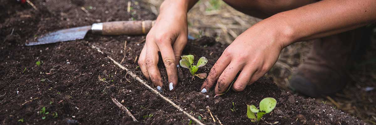 Close-up shot of hands gently trasnplanting a crop into fresh soil